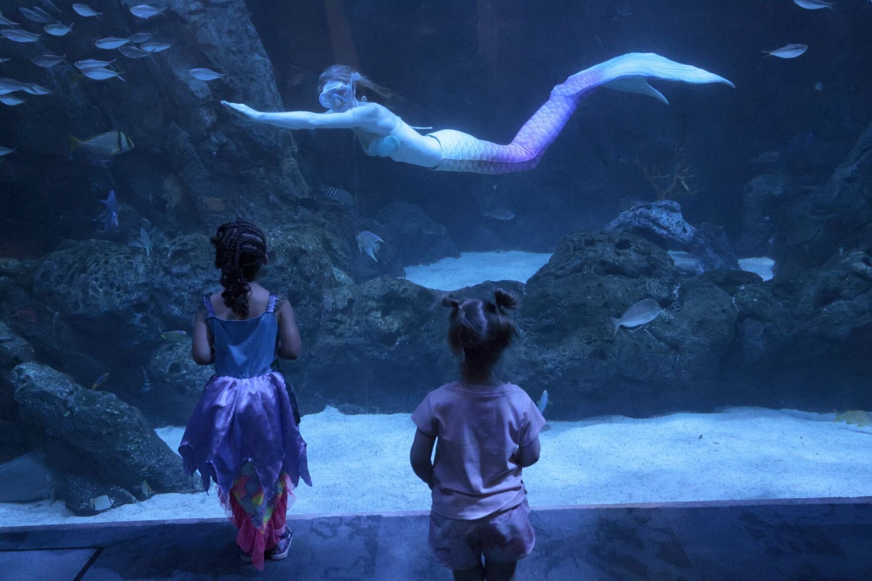 Mermaids on the Mississippi make a Splash at the 最新杏吧原创 Aquarium
